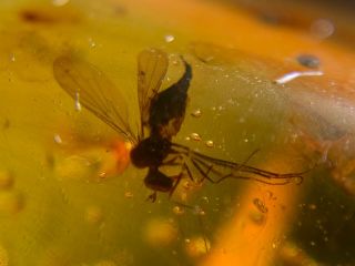 Uncommon Fly&small Bug Burmite Myanmar Burmese Amber Insect Fossil Dinosaur Age