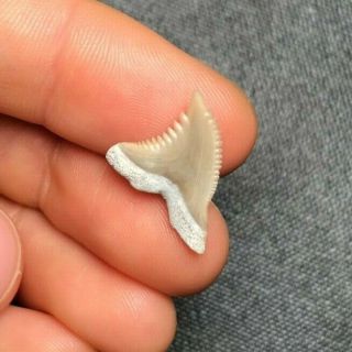 0.  77 " Lee Creek Aurora Hemipristis Serra Shark Tooth Teeth Fossil Sharks Meg Jaw