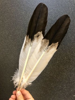 Best Imitation Eagle Feathers,  Powwow Regalia,  Peyote Fan,  Smudge,  Ceremonial,  Dyed