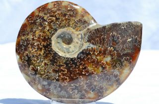 Fossil Whole Ammonite Suture Pattern Large 4.  6 " 110 Million 113mm 7062xx