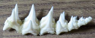 23 Group Lower Nature Modern Great White Shark Tooth (teeth)