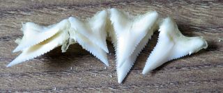 7 Group Upper Nature Modern Great White Shark Tooth (teeth)