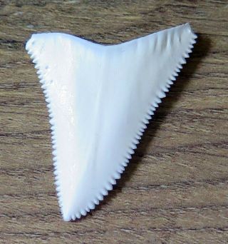 1.  732 " Upper Nature Modern Great White Shark Tooth (teeth)