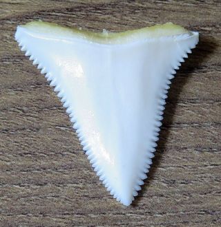1.  429 " Upper Nature Modern Great White Shark Tooth (teeth)