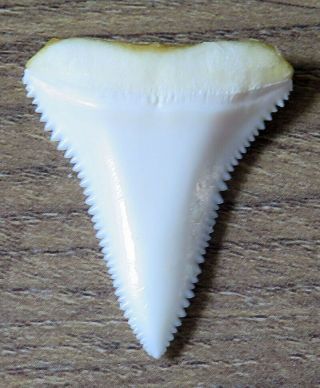 1.  337 " Lower Nature Modern Great White Shark Tooth (teeth)