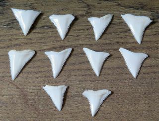 10 Group Upper Nature Modern Great White Shark Tooth (teeth)
