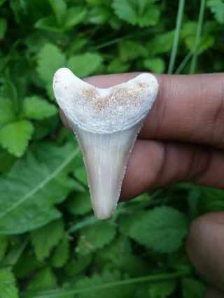 1 3/8 " Great White Shark Tooth South Florida Find