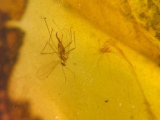 Unique Mosquito&tick Burmite Myanmar Burmese Amber Insect Fossil Dinosaur Age