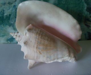 Vintage Queen Pink Conch Ocean Sea Shell X Large