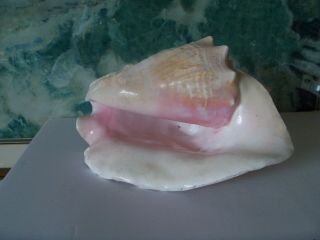 Vintage QUEEN PINK CONCH OCEAN SEA SHELL X LARGE 2