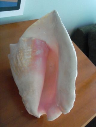 Vintage QUEEN PINK CONCH OCEAN SEA SHELL X LARGE 3