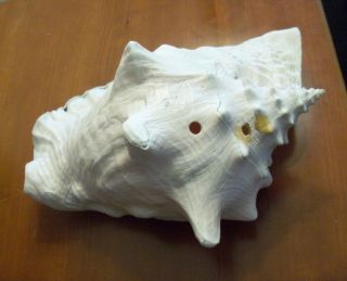 Vintage QUEEN PINK CONCH OCEAN SEA SHELL X LARGE 4