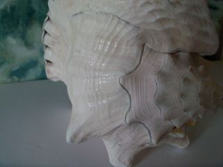 Vintage QUEEN PINK CONCH OCEAN SEA SHELL X LARGE 5