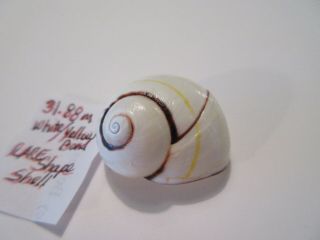 Polymita Spectacular Shell 31.  88 Mm Rare White With Yellow Band