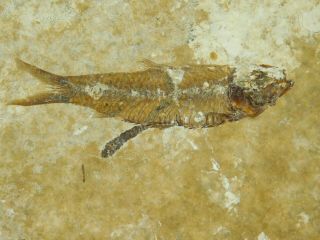 A Small 100 Natural 50 Million Year Old Fossil Fish From Wyoming 107gr E