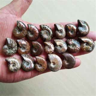 91.  6g18pcs Natural Conch Fossil Specimens Of Madagascar 19082011