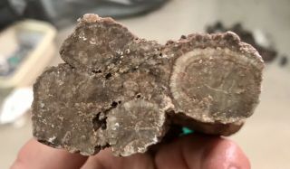 Reilly’s Rocks: Arizona Petrified Wood W/rare Polyrporites Wardii Fungus