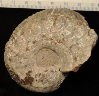 Fossil Ammonite - Liparoceras Cheltiense From England