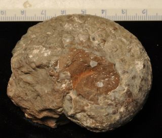 Fossil ammonite - Liparoceras cheltiense from England 2
