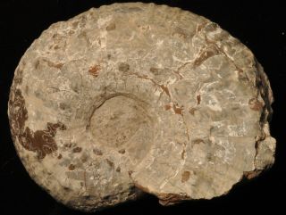 Fossil ammonite - Liparoceras cheltiense from England 3