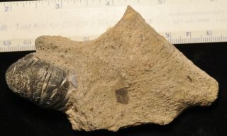 Fossil Gastropod - Gryphaea Acurata From Germany