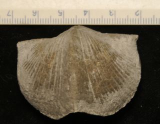 Fossil Brachiopod - Paraspirifer Bownockeri From Ohio
