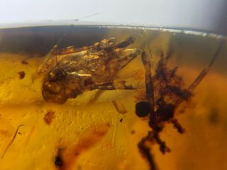 Grasshopper&unknown Fly Burmite Myanmar Burmese Amber Insect Fossil Dinosaur Age