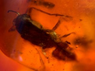 Big Hymenoptera Wasp Hornet Burmite Myanmar Amber Insect Fossil Dinosaur Age