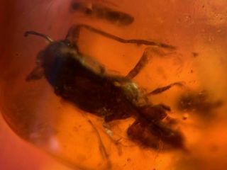 big Hymenoptera wasp hornet Burmite Myanmar Amber insect fossil dinosaur age 2