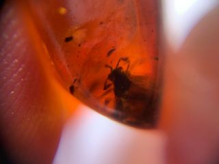 big Hymenoptera wasp hornet Burmite Myanmar Amber insect fossil dinosaur age 3