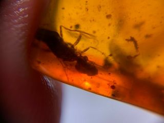 big Hymenoptera wasp hornet Burmite Myanmar Amber insect fossil dinosaur age 4