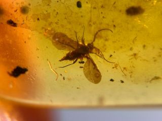 Unique Hemiptera Fly Bug Burmite Myanmar Burma Amber Insect Fossil Dinosaur Age