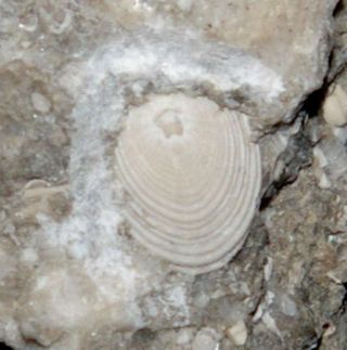 Orbiculoidea Bicornis - Ordovician Fossil Brachiopod