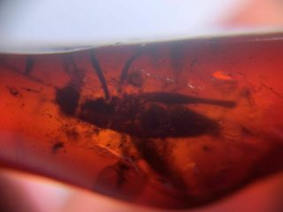 Big Cricket In Red Blood Amber Burmite Myanmar Amber Insect Fossil Dinosaur Age