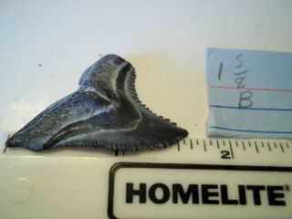 Shark Tooth Hemipristis Fossil (snaggle Tooth) From Bone Valley Area Florida