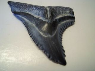 SHARK TOOTH HEMIPRISTIS FOSSIL (SNAGGLE TOOTH) from BONE VALLEY AREA FLORIDA 2