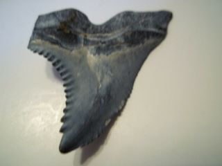 SHARK TOOTH HEMIPRISTIS FOSSIL (SNAGGLE TOOTH) from BONE VALLEY AREA FLORIDA 3