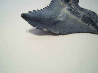 SHARK TOOTH HEMIPRISTIS FOSSIL (SNAGGLE TOOTH) from BONE VALLEY AREA FLORIDA 5