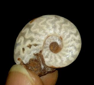 Ammonite Fossil,  Daraelitidae From Timor,  22mm