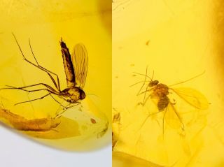 S287 - Two Diptera In Fossil Burmite Insect Amber Cretaceous Dinosaur Age