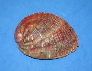Seashells Haliotis Assimilis,  Shells Hal9007