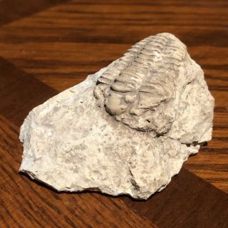 Trilobite American Bug Fossil Illinois Rare Fossil Matrix Death Plate USA Gift 2