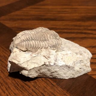 Trilobite American Bug Fossil Illinois Rare Fossil Matrix Death Plate USA Gift 3