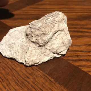 Trilobite American Bug Fossil Illinois Rare Fossil Matrix Death Plate USA Gift 4