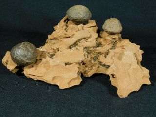 Three Moqui Marbles On A 100 Natural Navajo Sandstone Formation Utah 347gr E