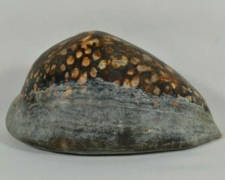 Cypraea Mauritiana Mauritia Large Natural Sea Shell Humback Cowrie 110mm 4
