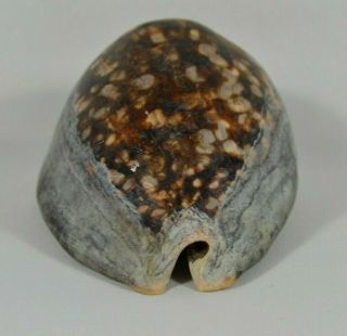 Cypraea Mauritiana Mauritia Large Natural Sea Shell Humback Cowrie 110mm 5