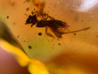 Rare pygmy sand cricket Burmite Myanmar Burmese Amber insect fossil dinosaur age 2