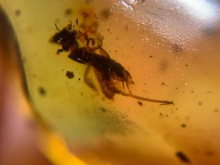 Rare pygmy sand cricket Burmite Myanmar Burmese Amber insect fossil dinosaur age 3