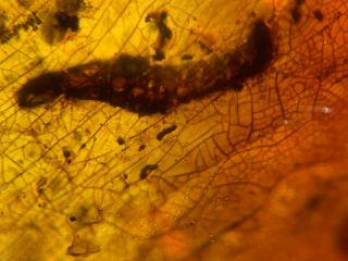 uncommon unknown worm Burmite Myanmar Burmese Amber insect fossil dinosaur age 2